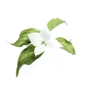 Prespa light mode logo 